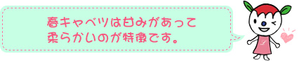 春キャベツは甘みがあって柔らかいのが特徴です